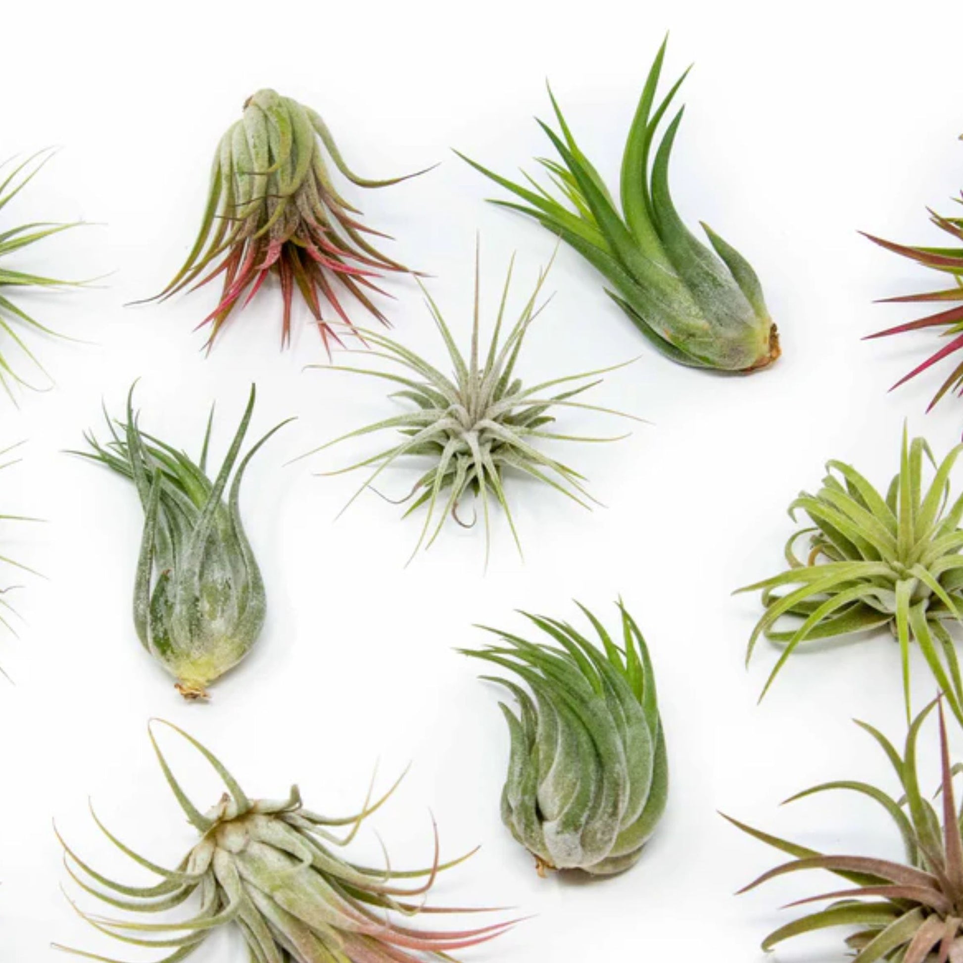 A mix of small Mystery Ionantha air plants in varying shades of green and red, each
with a unique rosette shape.